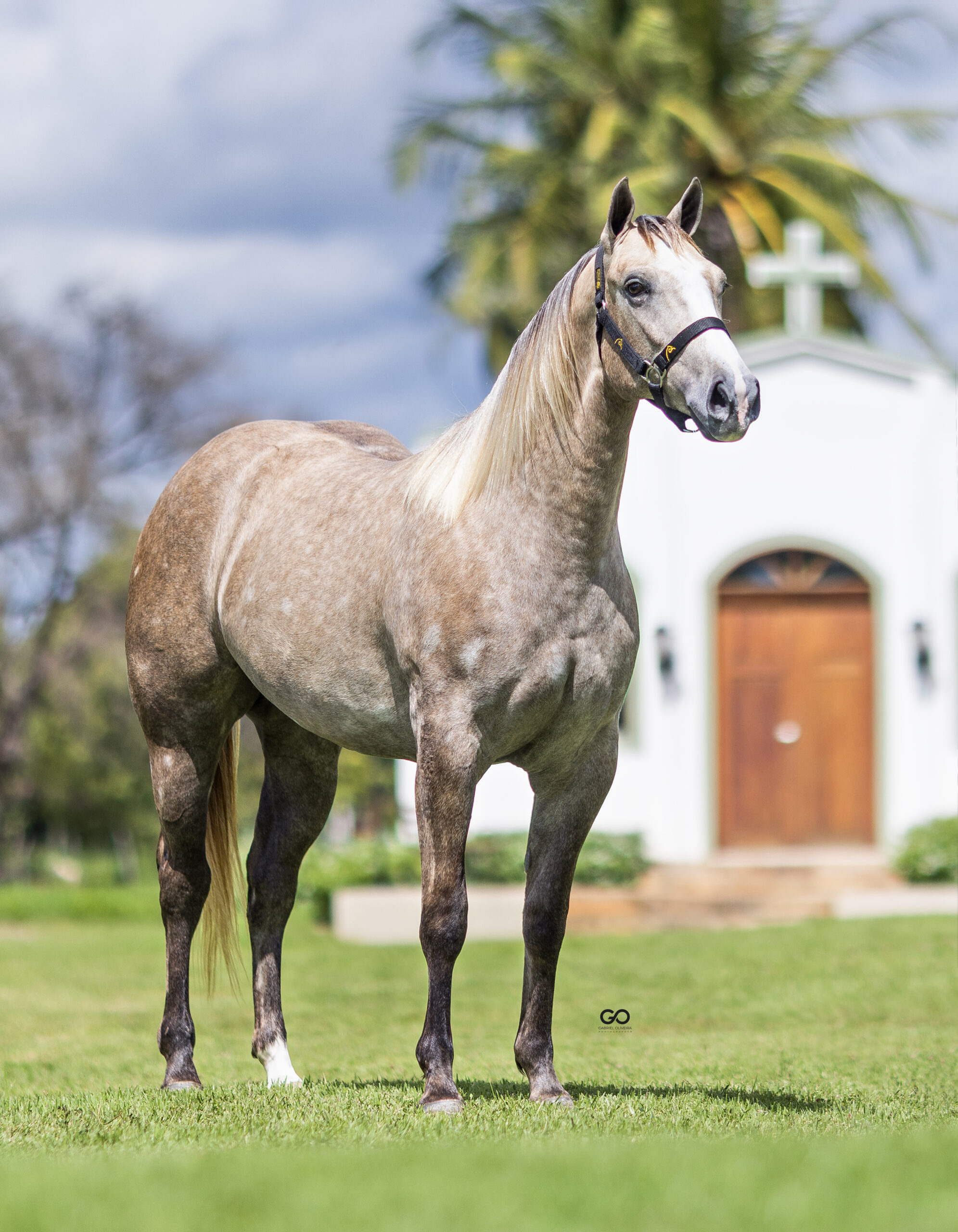LOTE 04 | BELA ZORRERO SUS INT