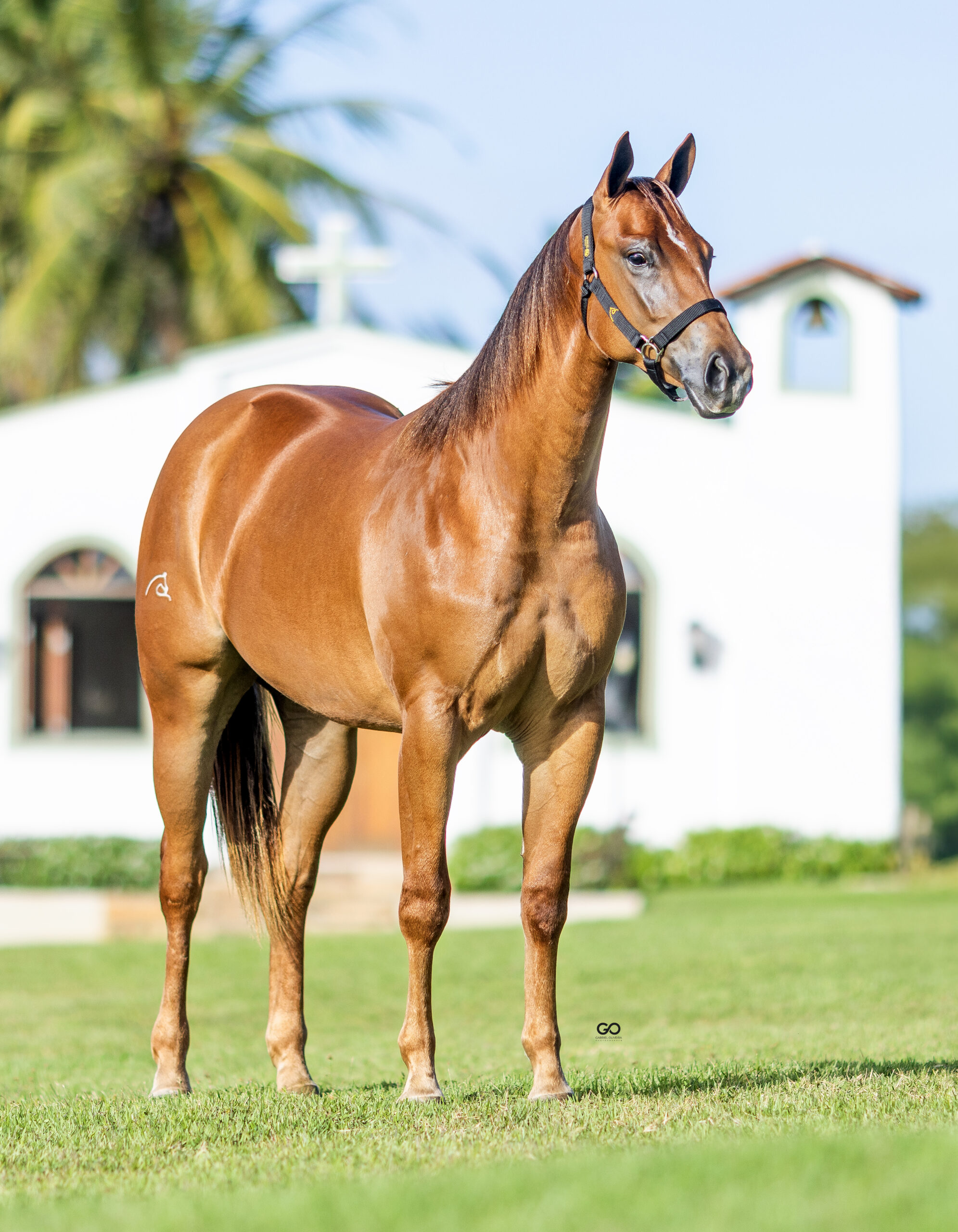 LOTE 16 | BELINHA GRANITA INT