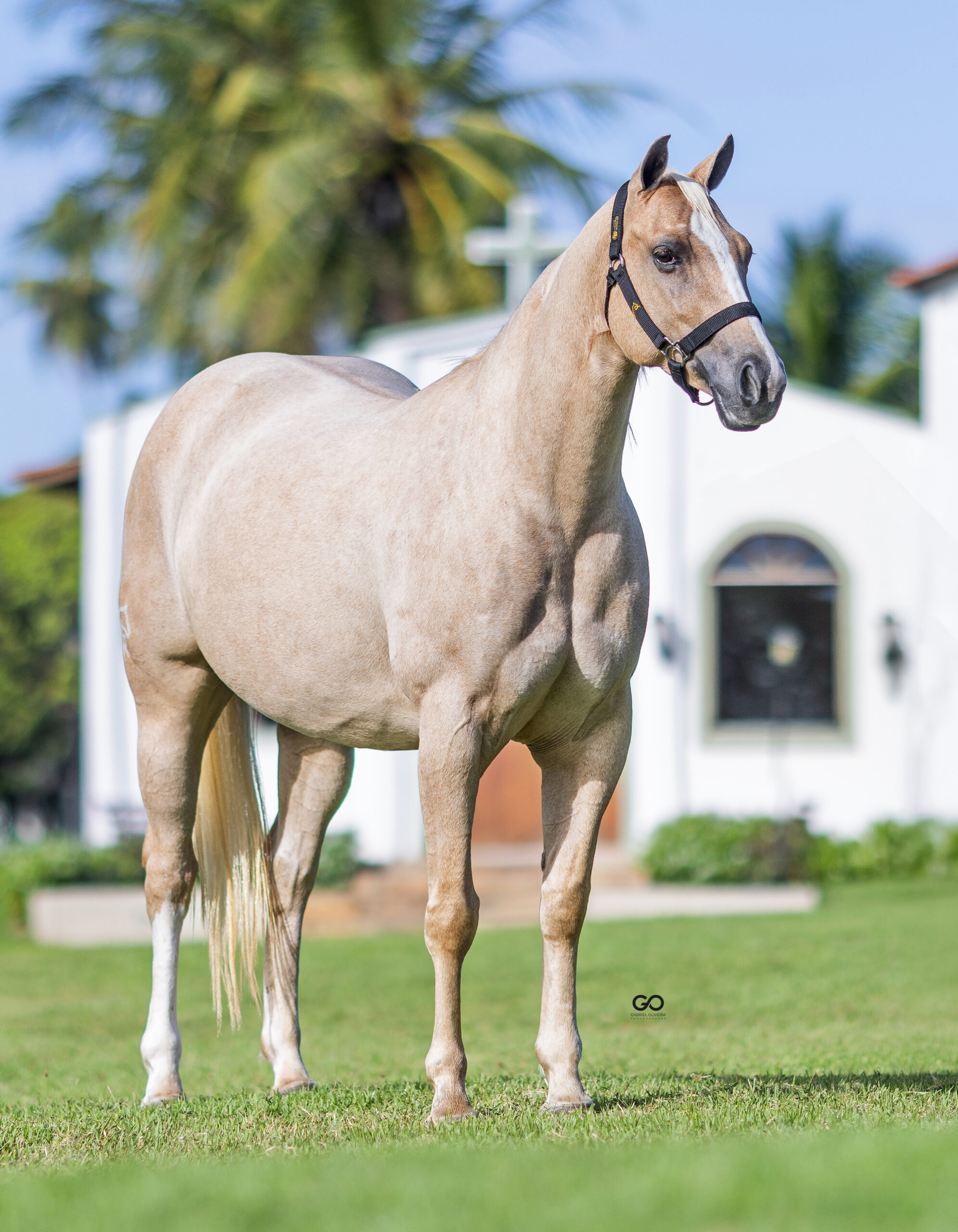 LOTE 19 | CRISTAL CIGANA EASE