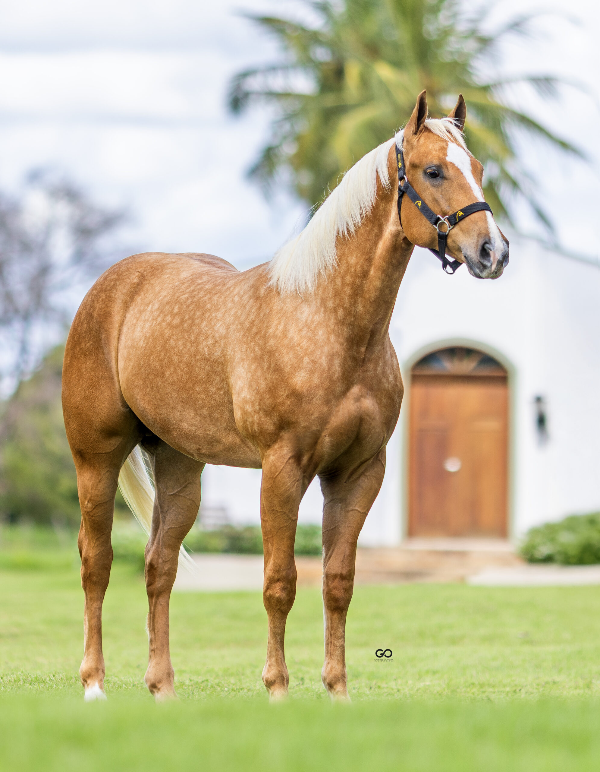 LOTE 15 | DASH SPECIAL SUS INT