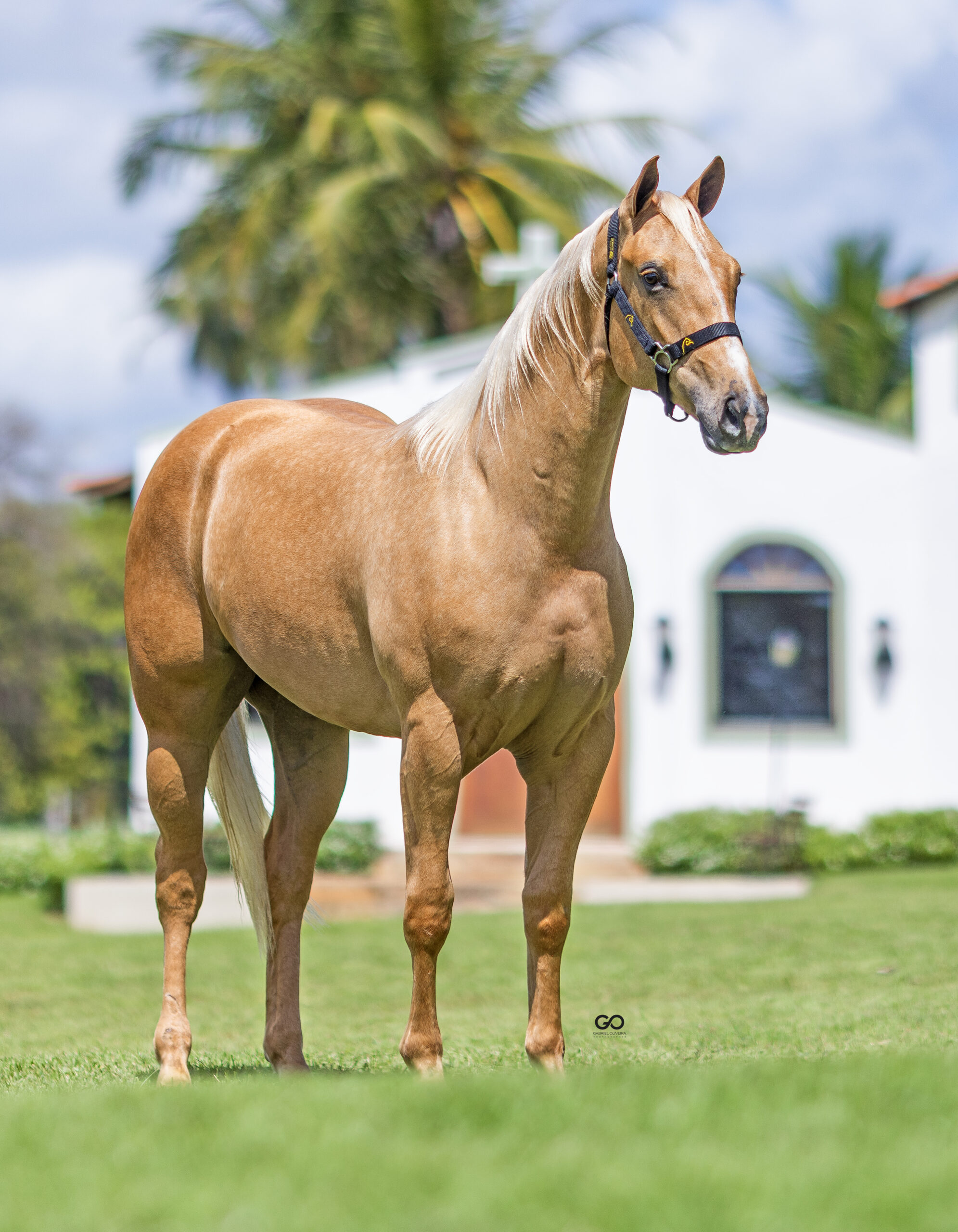 LOTE 02 | DONA CAMILLE SUS INT