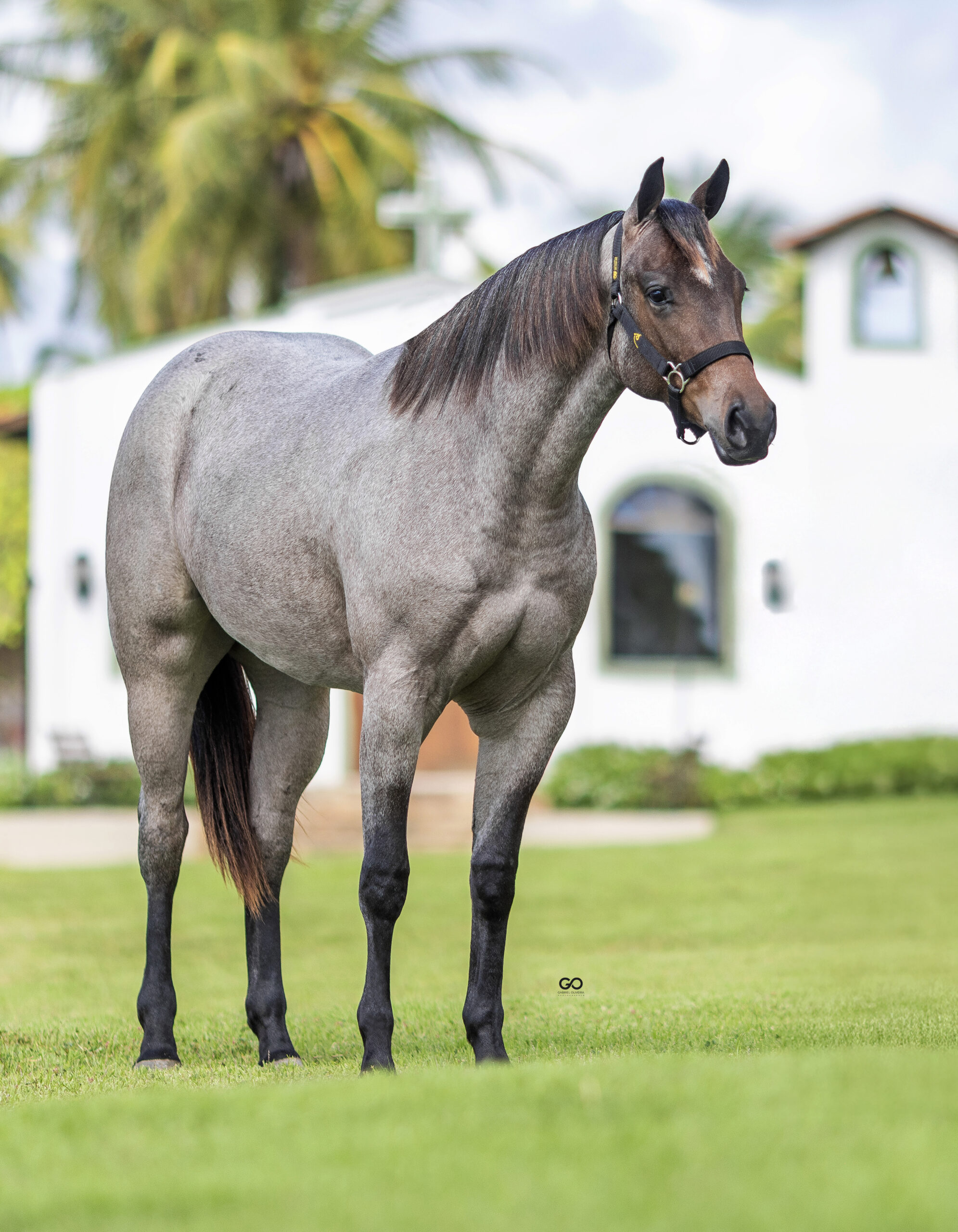 LOTE 09 | EASE GRANITA STEEL INT