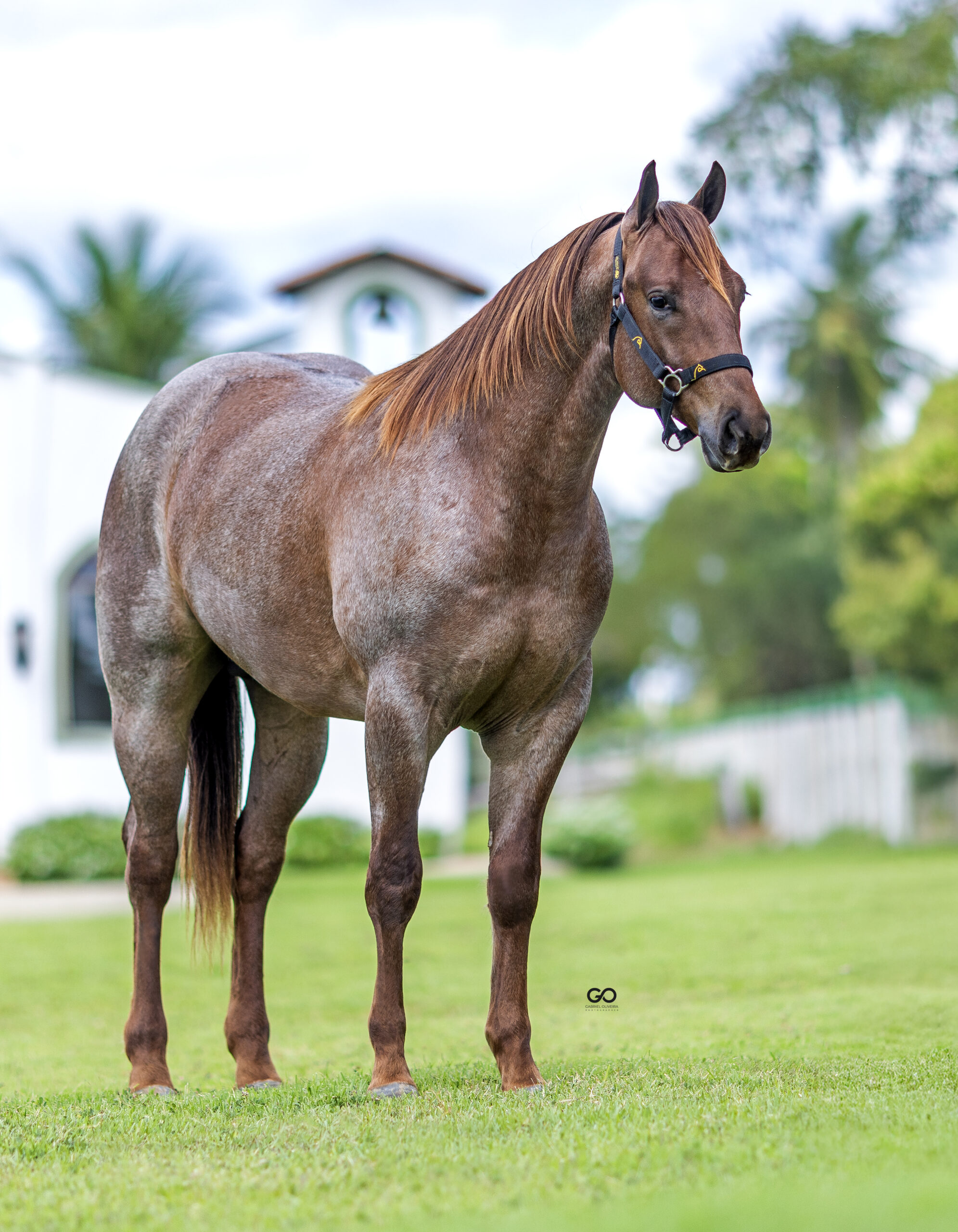 LOTE 05 | EL TEARS SUS INT