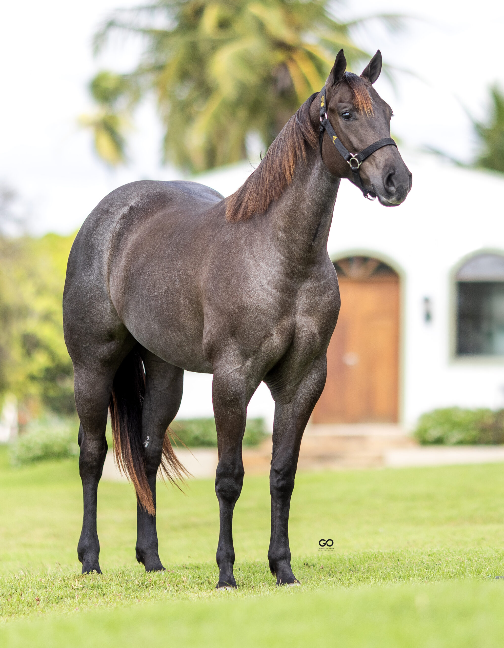 LOTE 08 | GRAZY GRANITA INT