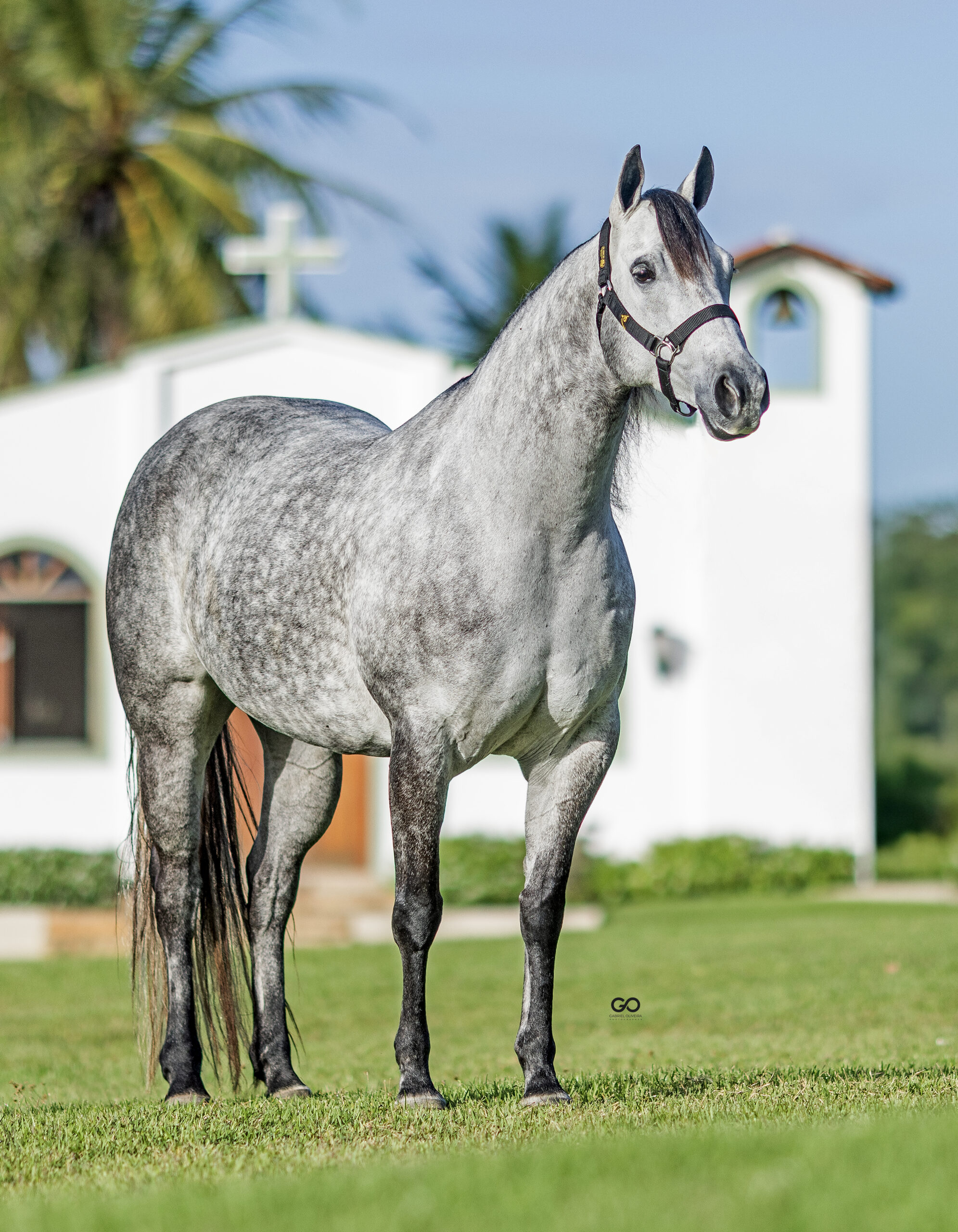 LOTE 20 | HFJ D'LENA FIT