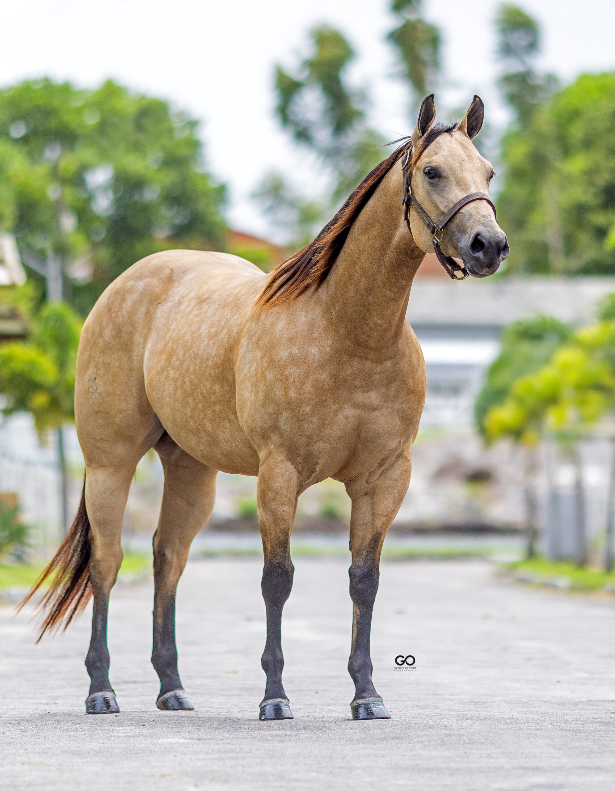 LOTE 24 | ILUMINADA SUS INT