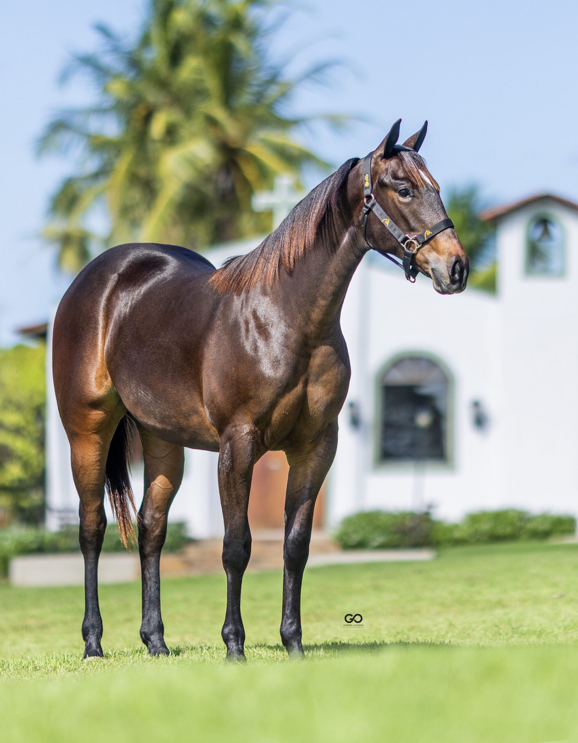 LOTE 14 | LENI GRANITA INT