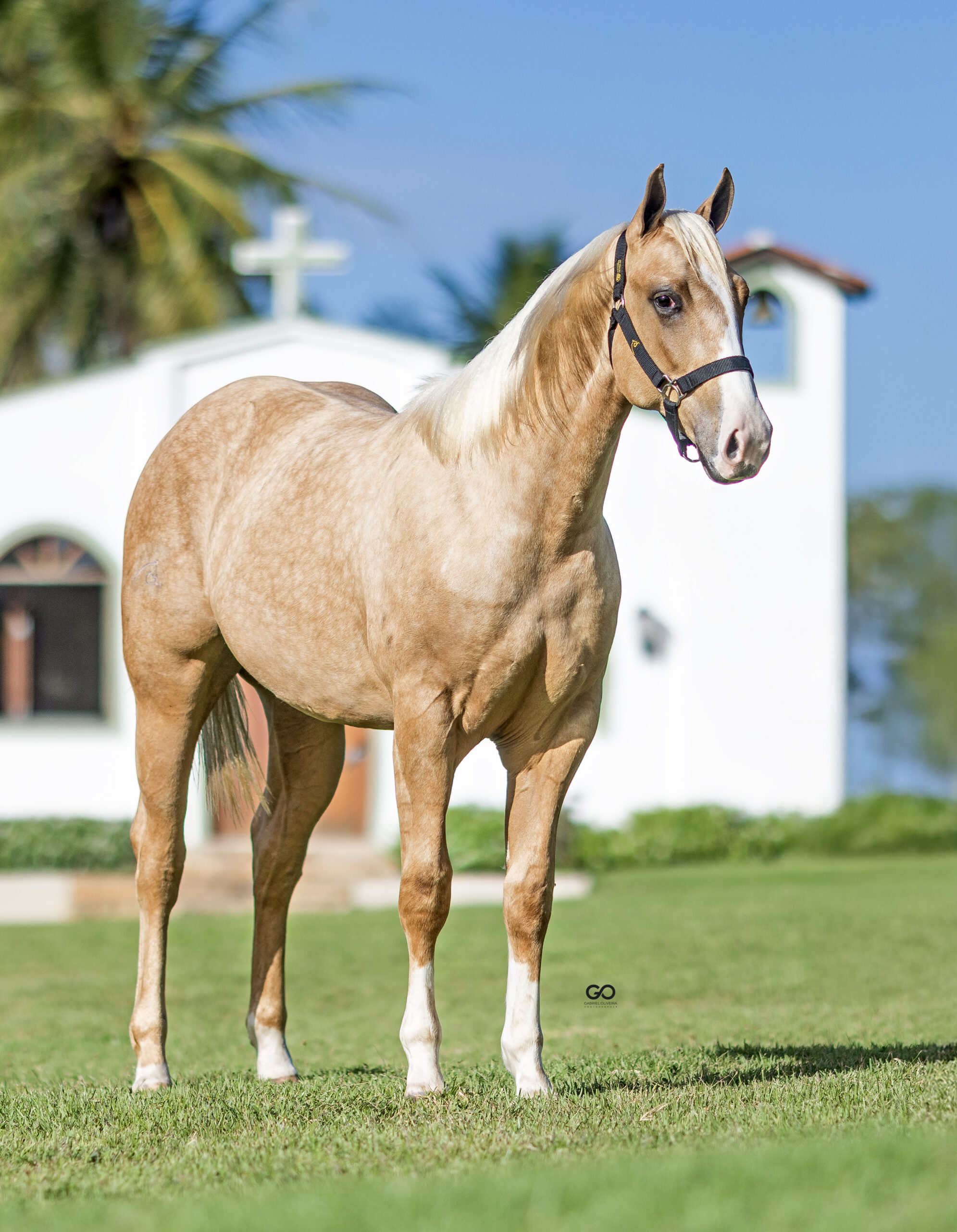 LOTE 12 | LIDER WILD SUS INT