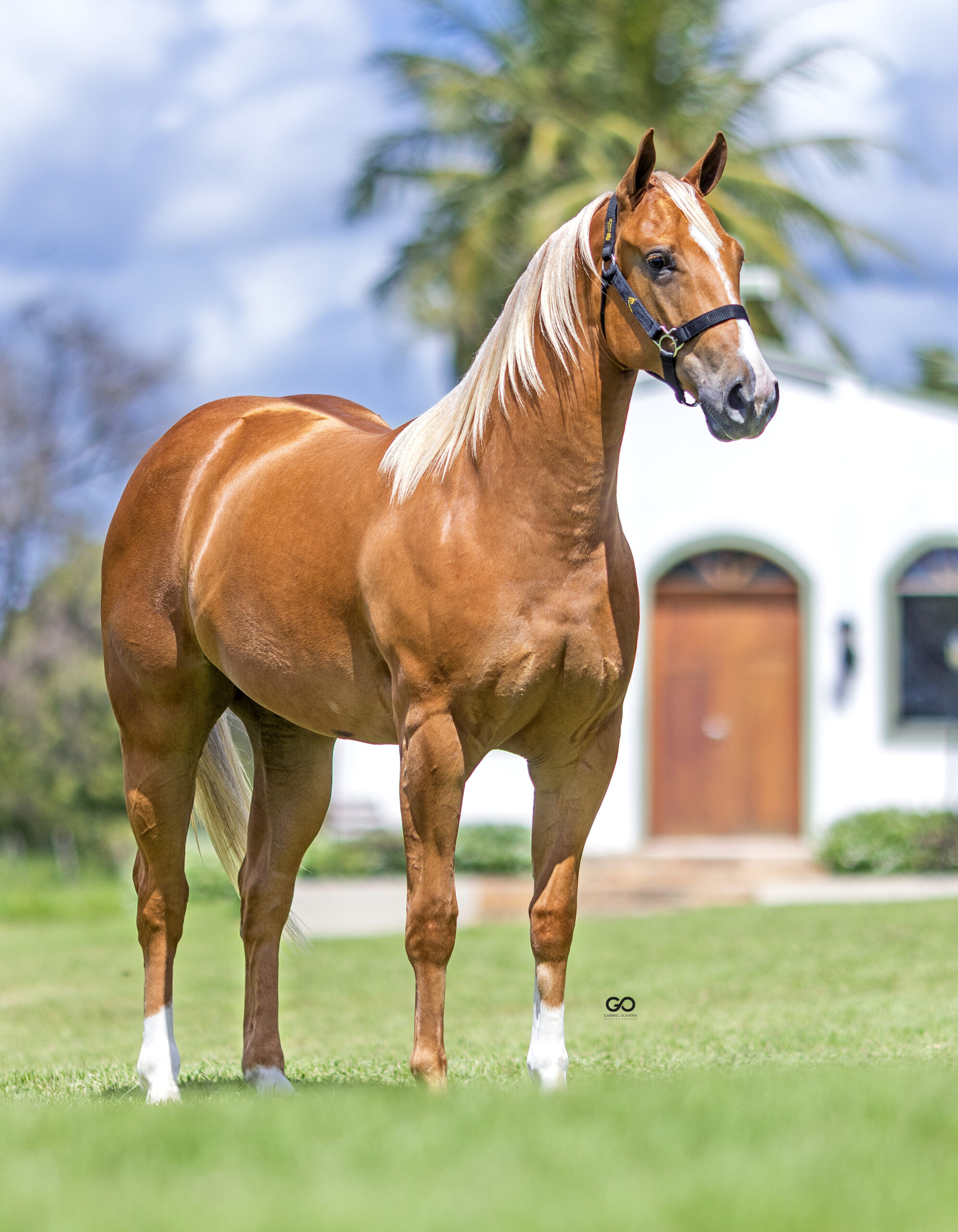 LOTE 01 | LILY SUS INT