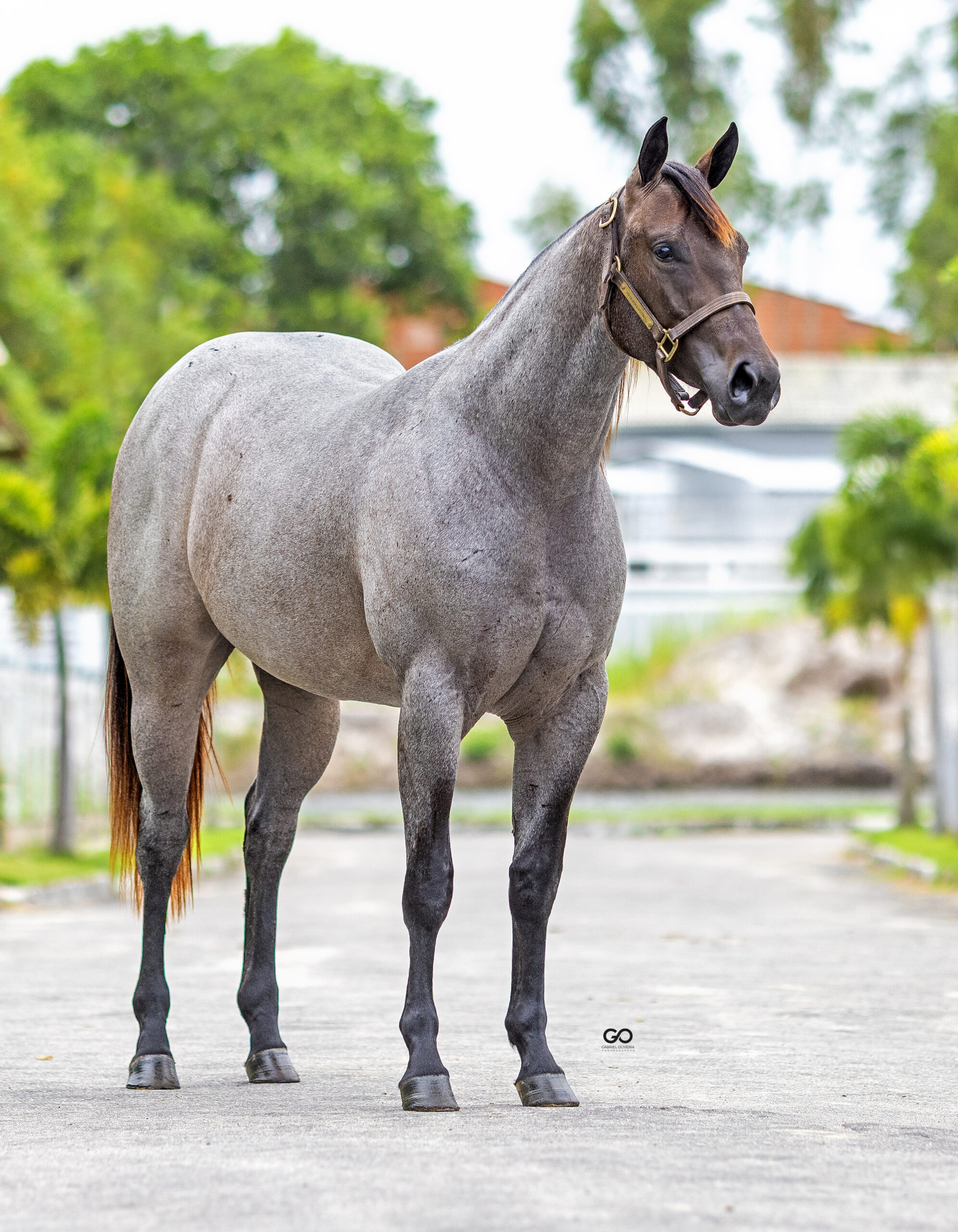 LOTE 25 | LAUREEN GRANITO PFF