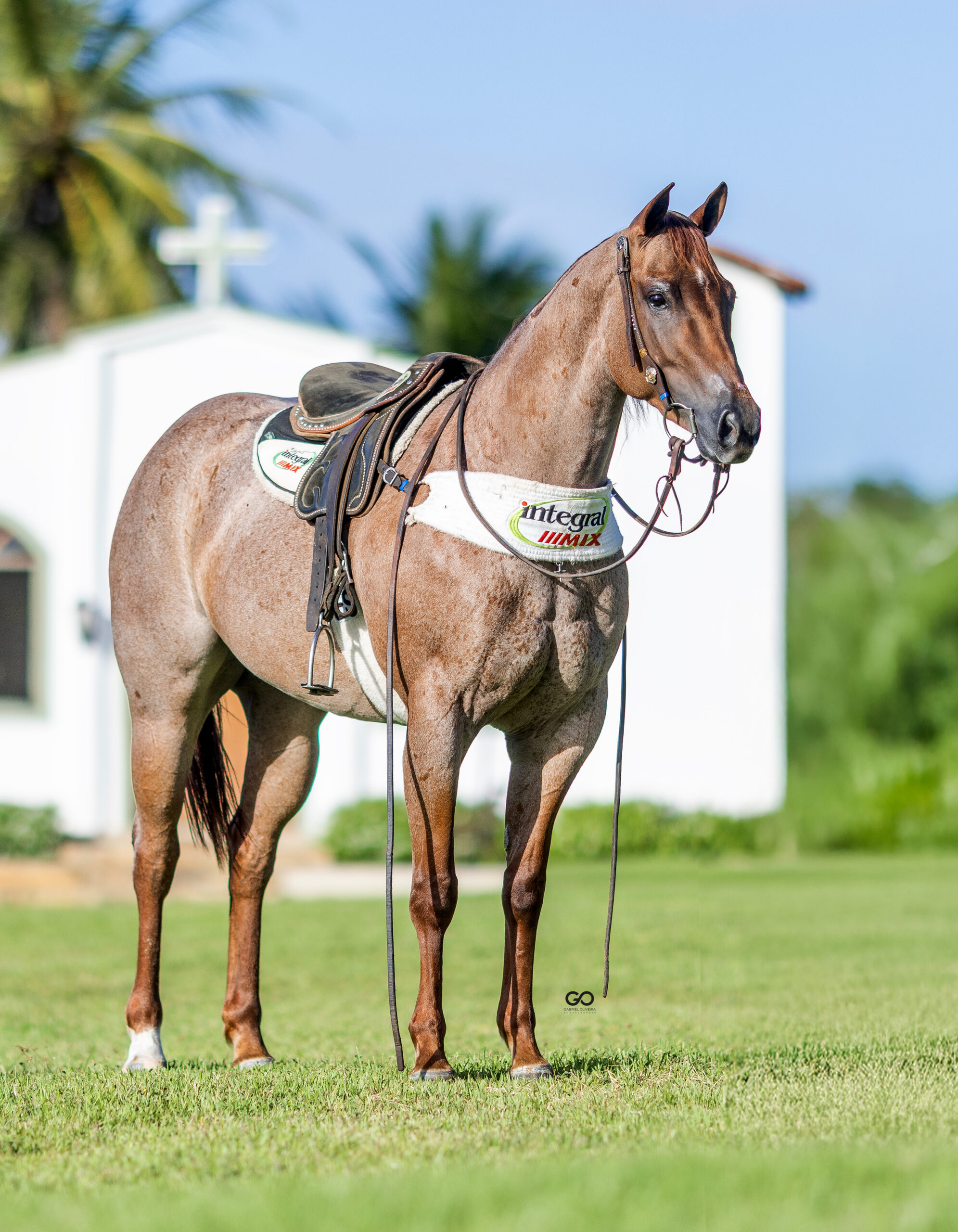 LOTE 18 | PLAYGIRL TEARS FSF