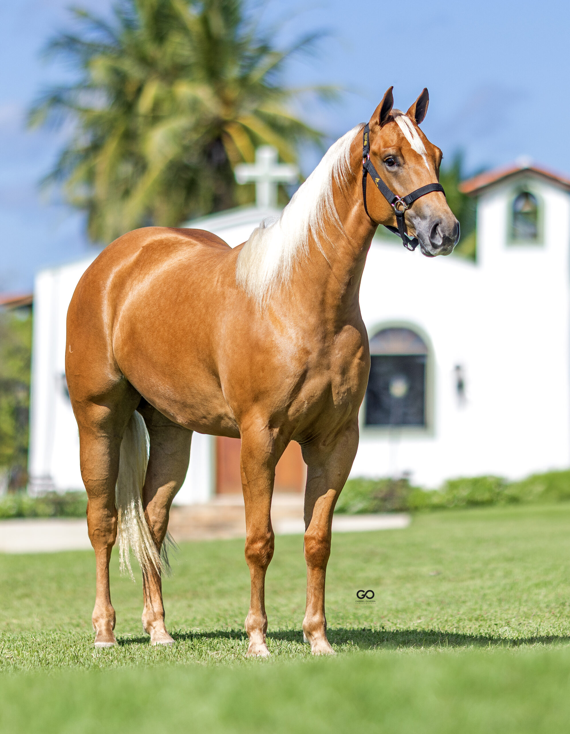 LOTE 07 | PRECIOSA GRANITA INT