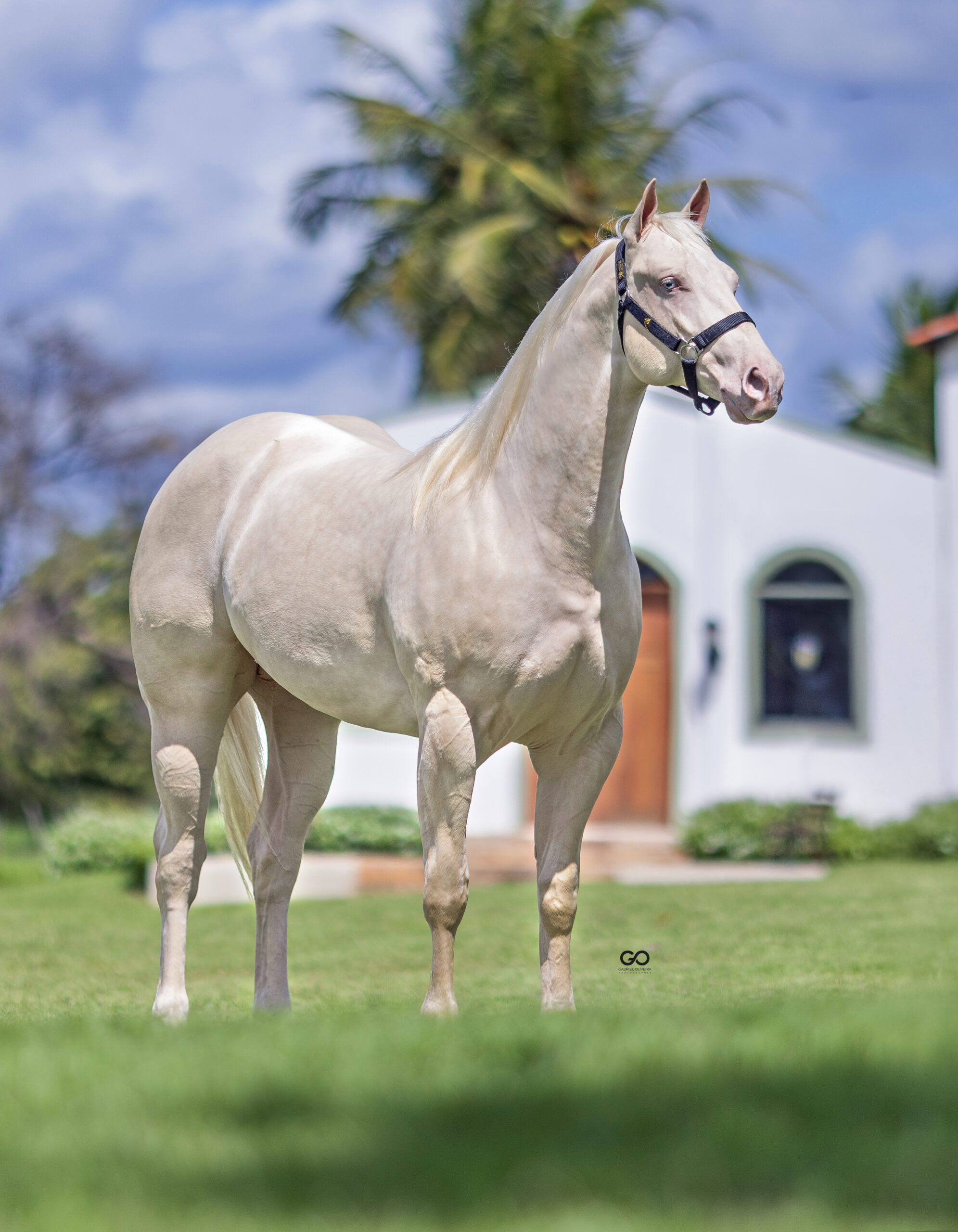 LOTE 03 | REI SPECIAL SUS INT