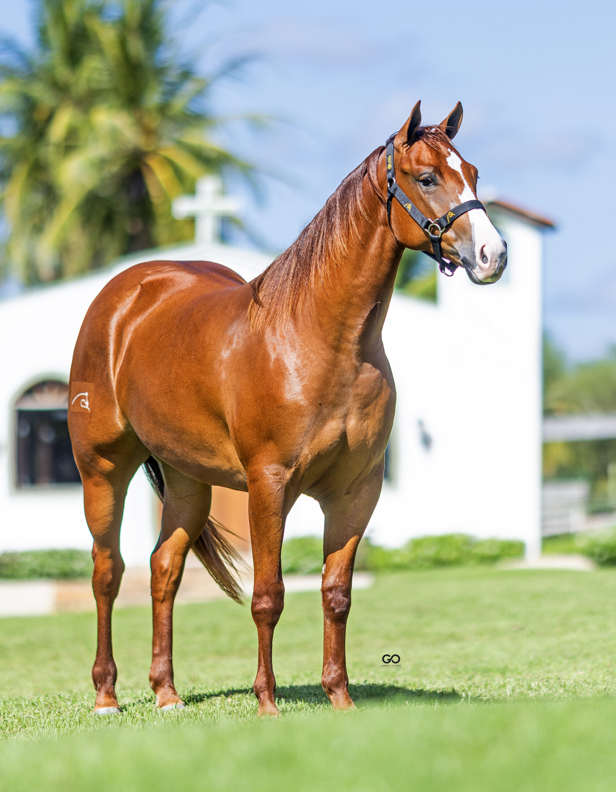 LOTE 11 | RICA GIRL SUS INT