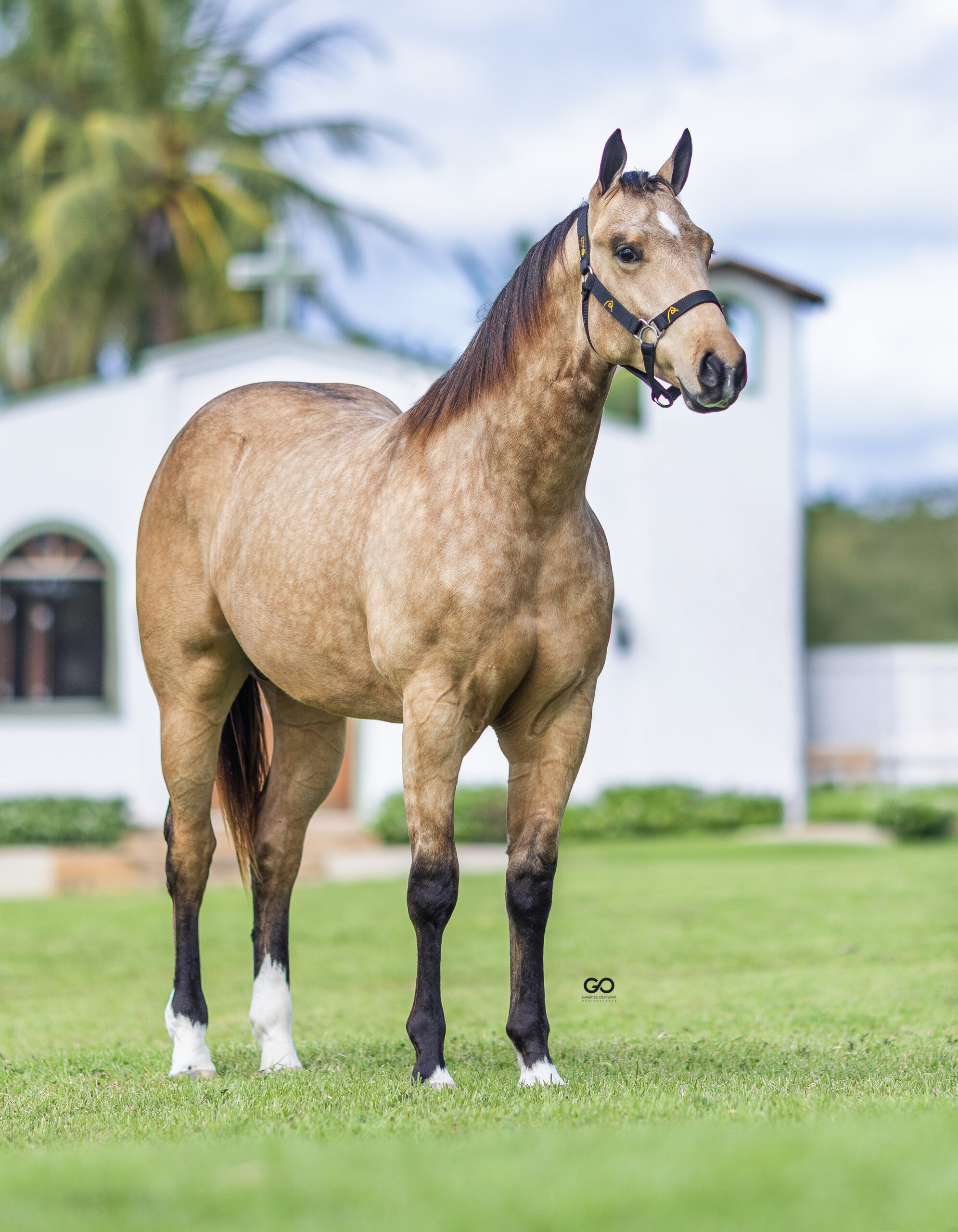 LOTE 13 | STORM GRANITO INT