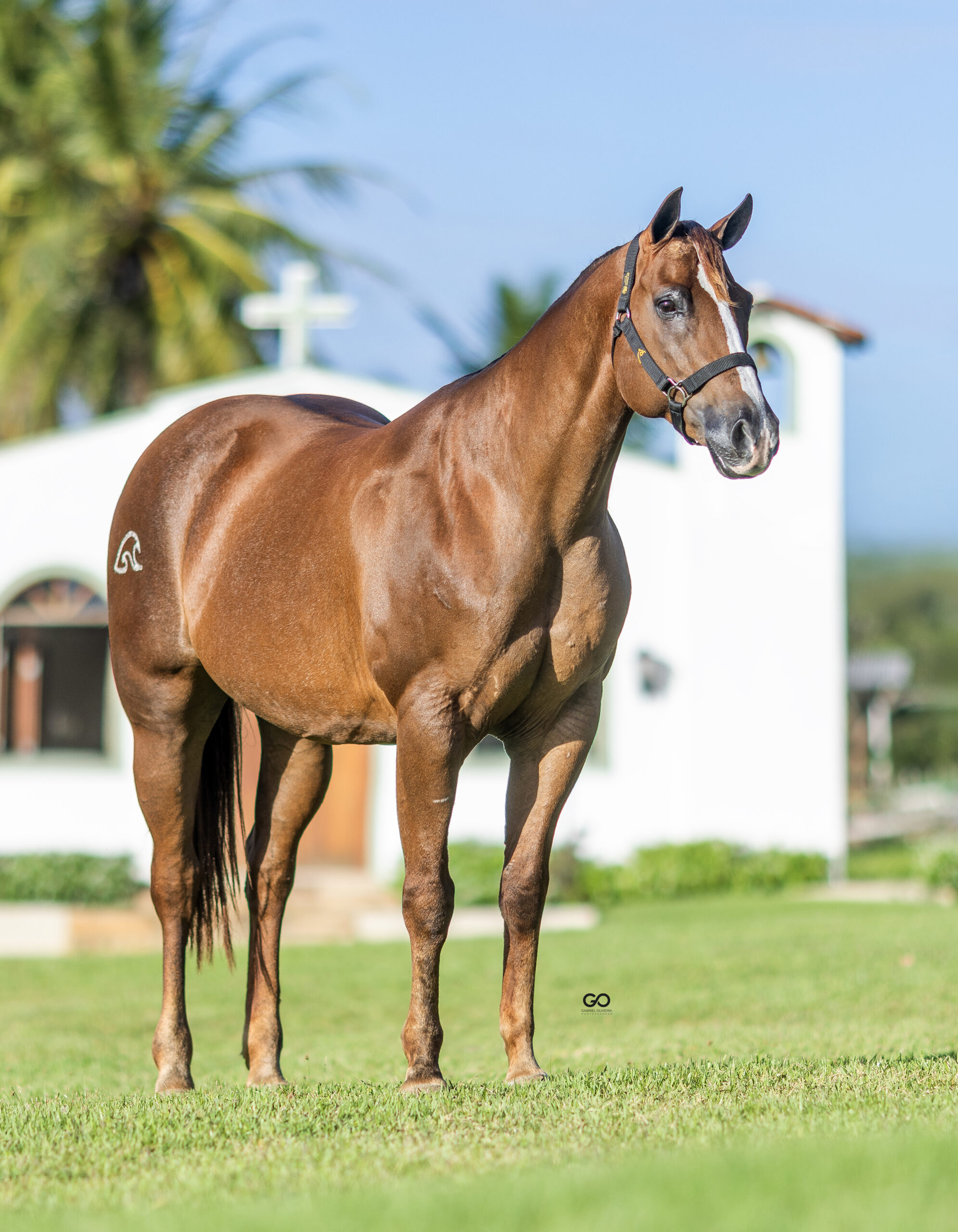 LOTE 21 | VITORIA DIEGO EASE