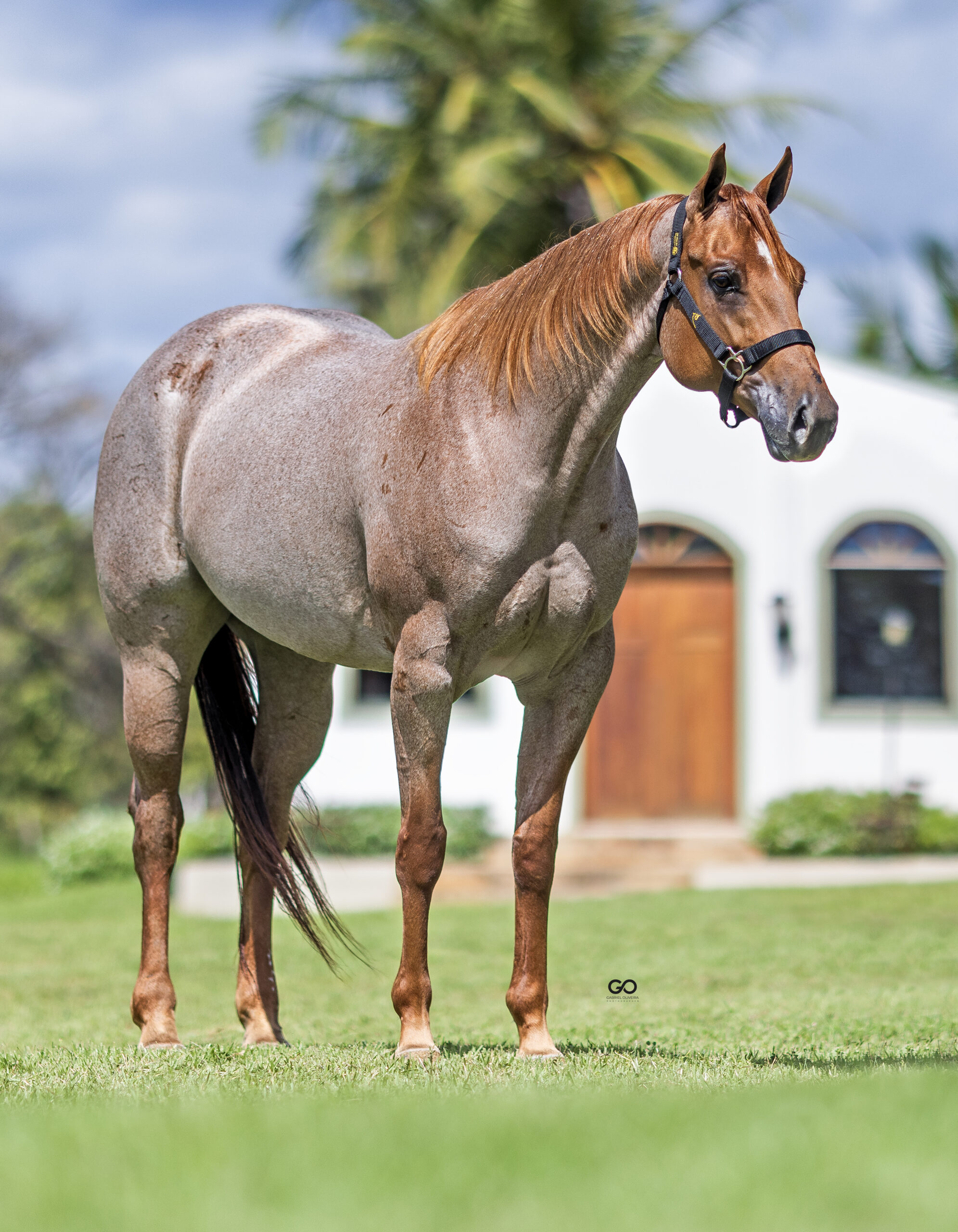 LOTE 22 | WS CORONA FLING BAR